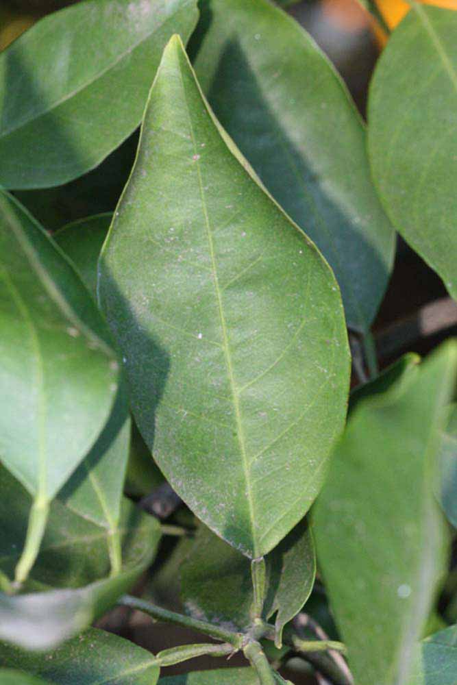            Unifoliolate leaf (Riverside, CA)   